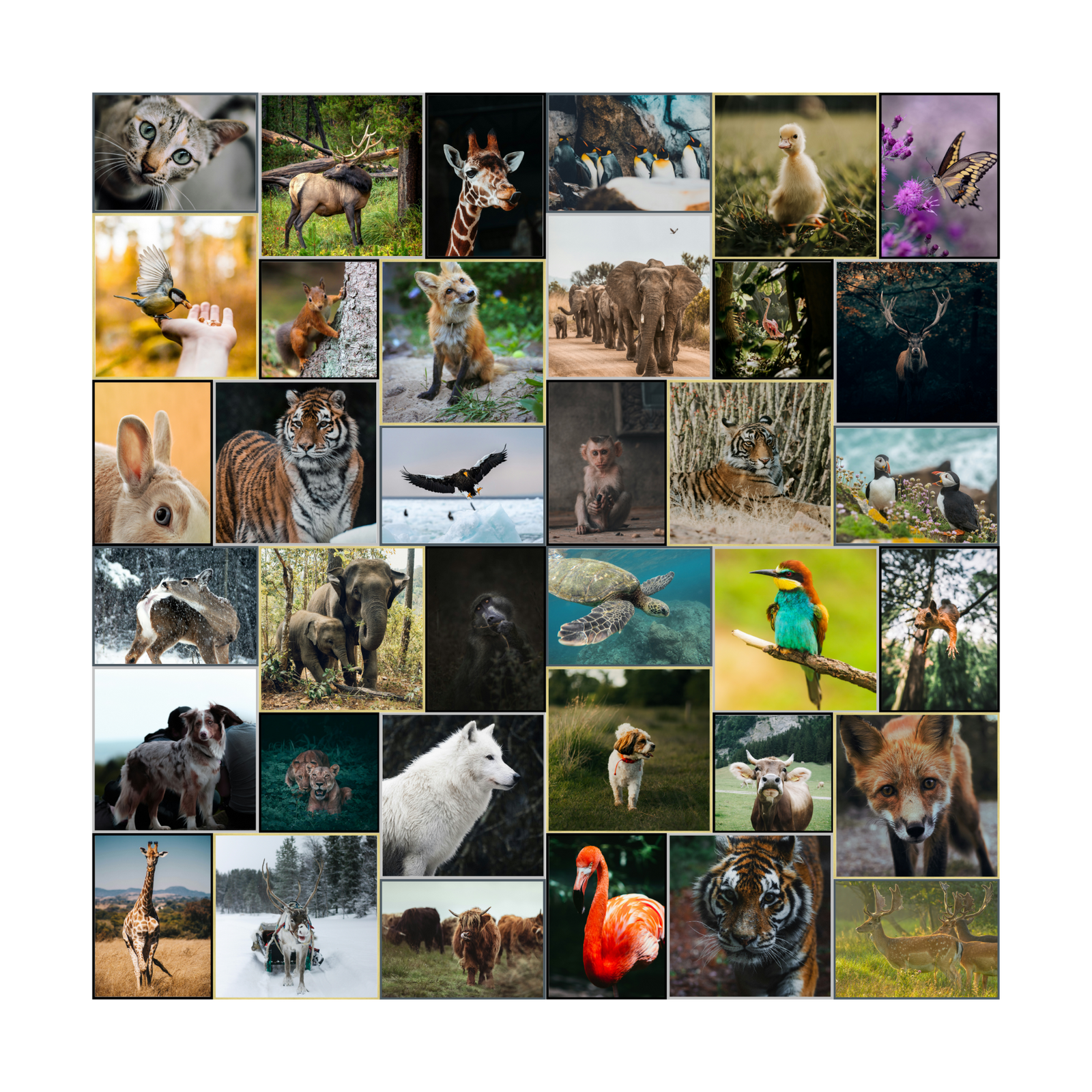 Magnetic Gallery Wall - 5x5 Feet